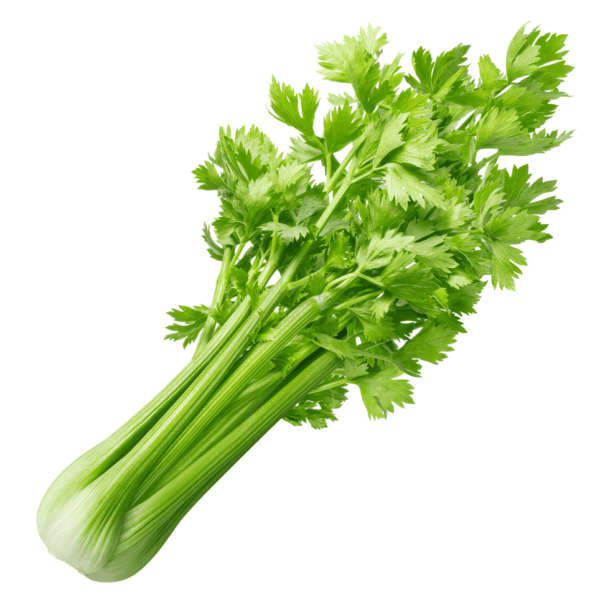 can-tay