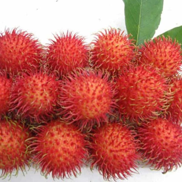 chom-chom-duong