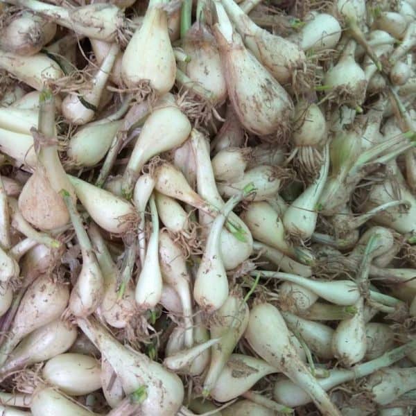 kieu-tuoi