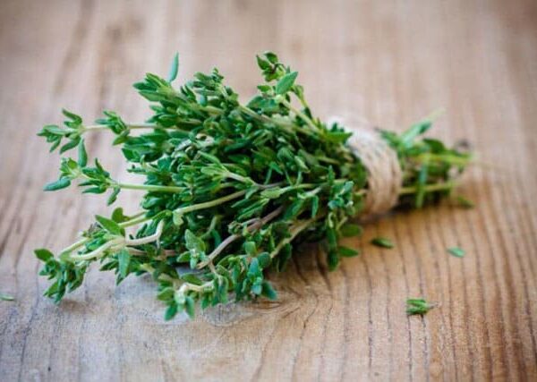 la-thyme-tuoi