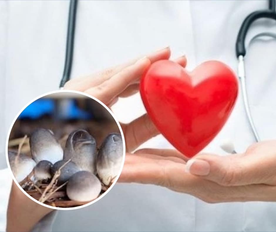 nấm rơm tốt cho tim mạch
