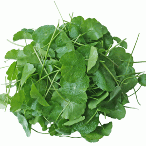 Rau Má Đồng