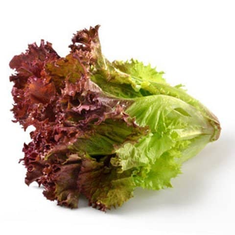 salad-lolo-tim