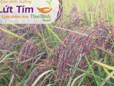 Ăn gạo lứt giảm cân như thế nào cho hiệu quả và lâu bền?_5ed717084febb.png
