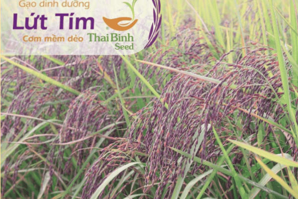 Ăn gạo lứt giảm cân như thế nào cho hiệu quả và lâu bền?_5ed717084febb.png