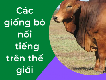 các giống bò nổi tiếng trên thế giới
