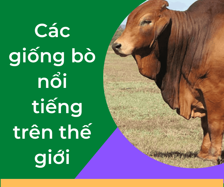 các giống bò nổi tiếng trên thế giới