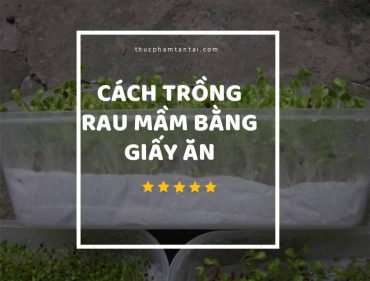 hướng dẫn cách trồng rau mầm bằng giấy ăn