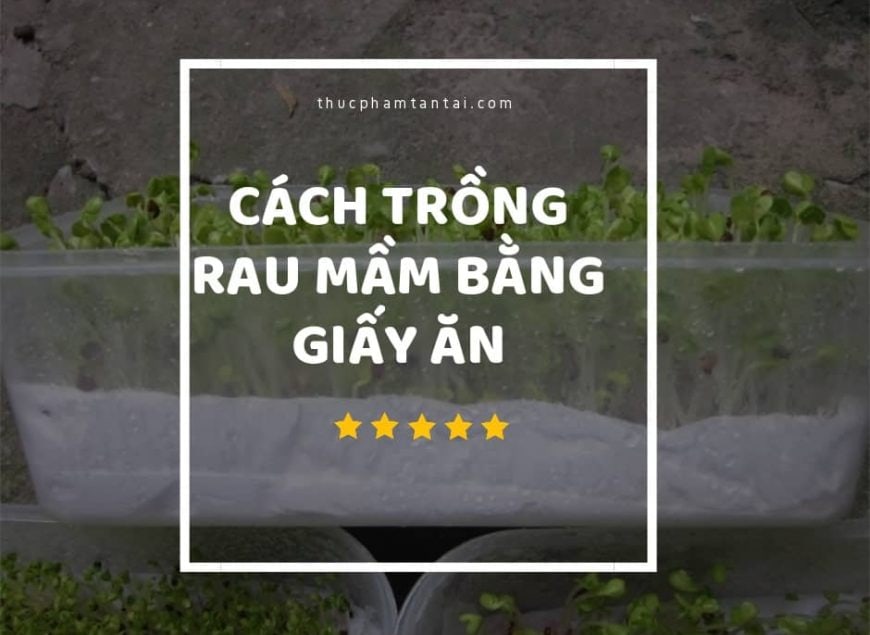 hướng dẫn cách trồng rau mầm bằng giấy ăn