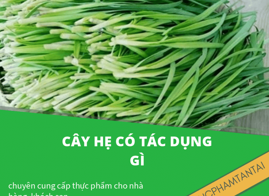 cây hẹ có tác dụng gì