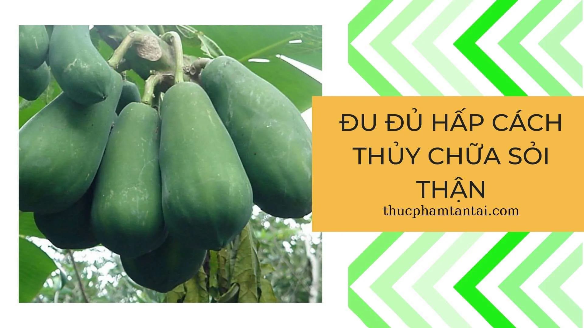 đu đủ hấp cách thủy chữa sỏi thận