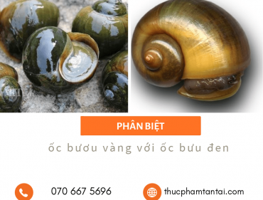 phan-biet-oc-buu-vang-vs-oc-buou-den-1