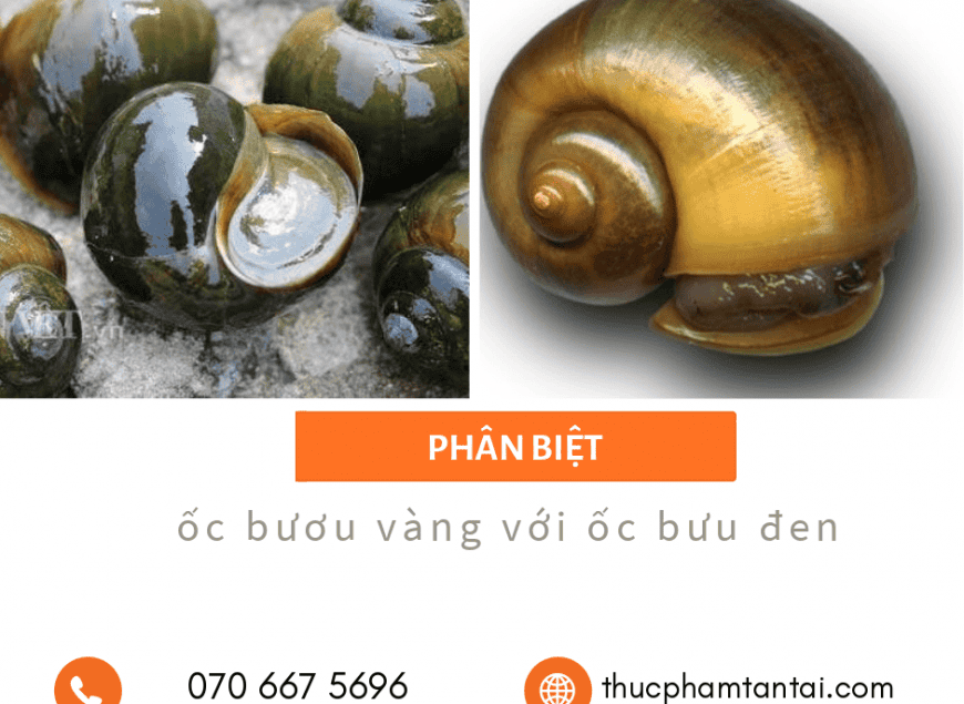 phan-biet-oc-buu-vang-vs-oc-buou-den-1