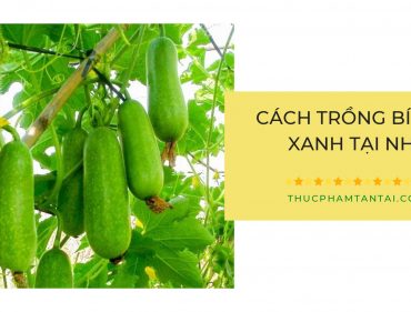 cách-trồng-bi-đao-xanh-tại-nhà