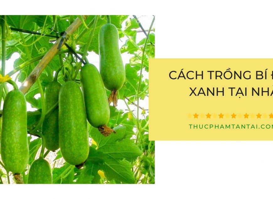 cách-trồng-bi-đao-xanh-tại-nhà