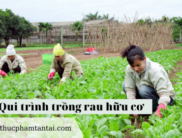 qui-trinh-trong-rau-huu-co