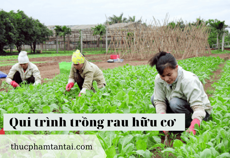qui-trinh-trong-rau-huu-co