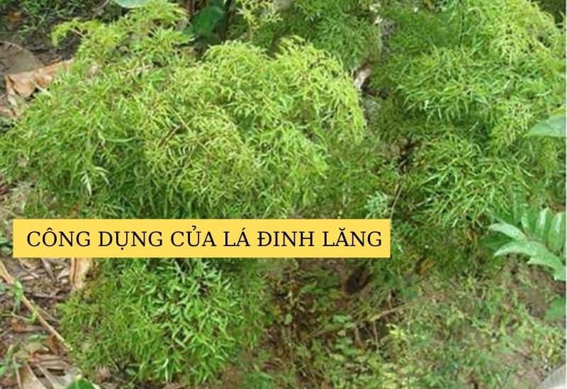 cách-làm-bánh-khoai-mì-nướng-đậu-xanh (1)