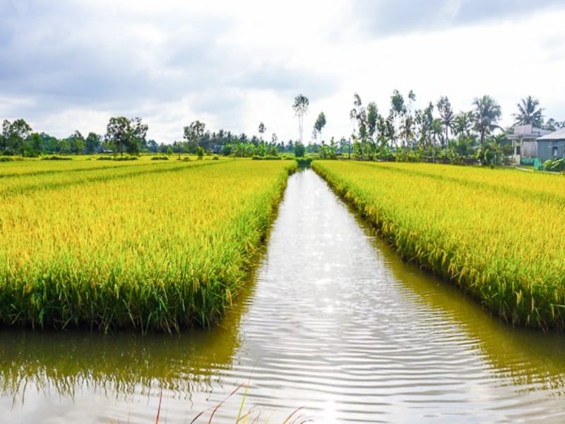 Gạo ST25 có mấy loại