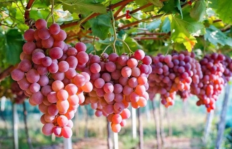 Bầu Nên Ăn Trái Cây Gì Tốt Nhất