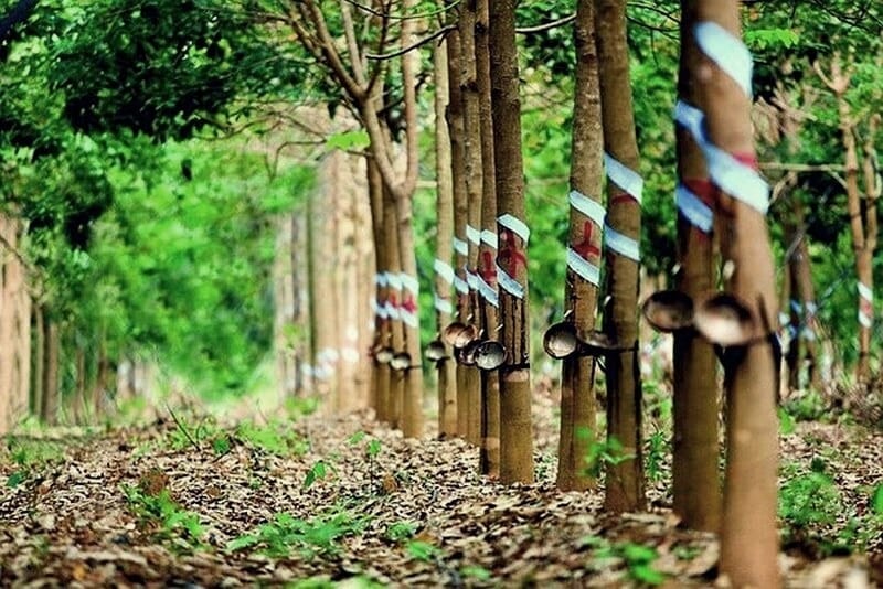 Các loại nông sản