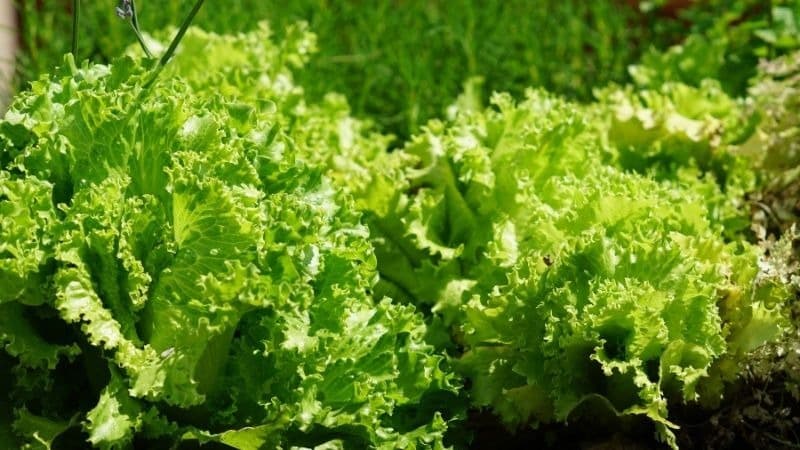 Các loại rau ở Việt Nam