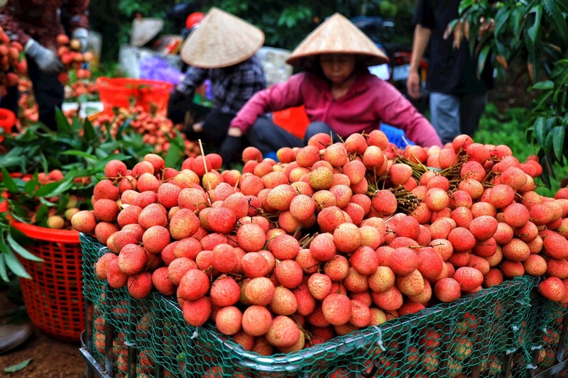 Đại lý thu mua nông sản