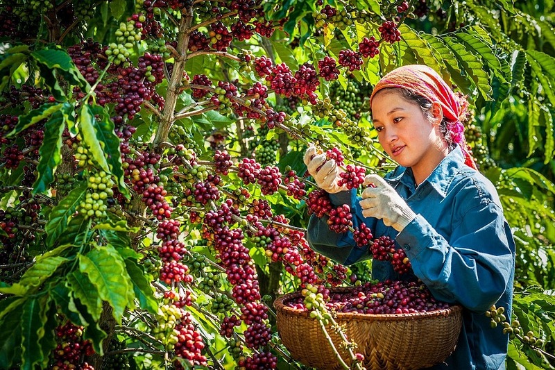 Hàng Nông Sản Xuất Khẩu