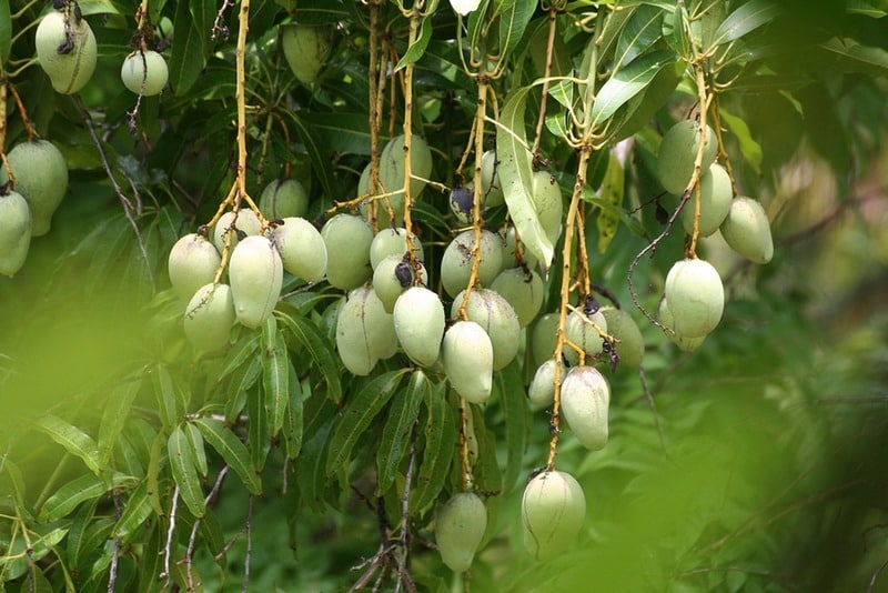 nhà cung cấp trái cây tại tphcm
